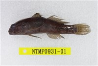 藏品(闊頭黑鰕虎)的圖片